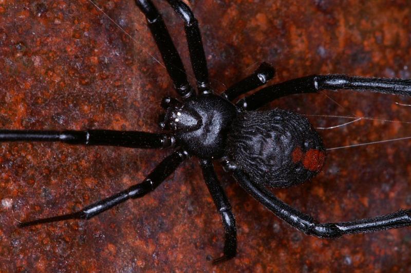 Latrodectus_hasselti_D3458_Z_85_Karinji NP_Australie.jpg